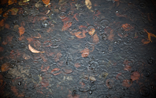 Illustration for article titled Shooting Challenge Fall Leaves Gallery 11